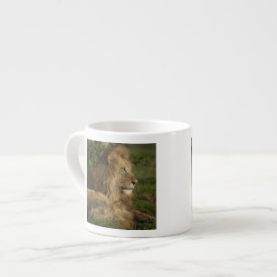 Lion, Panthera leo, Lower Mara, Masai Mara GR, Espresso Cup