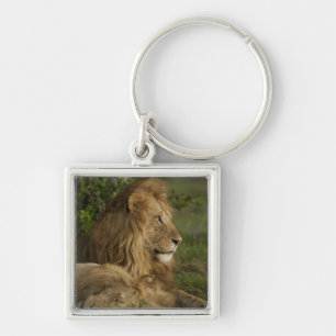Lion, Panthera leo, Lower Mara, Masai Mara GR, Key Ring