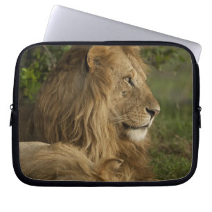 Lion, Panthera leo, Lower Mara, Masai Mara GR, Laptop Sleeve