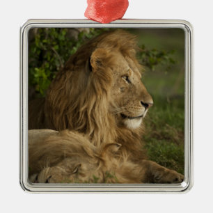 Lion, Panthera leo, Lower Mara, Masai Mara GR, Metal Ornament