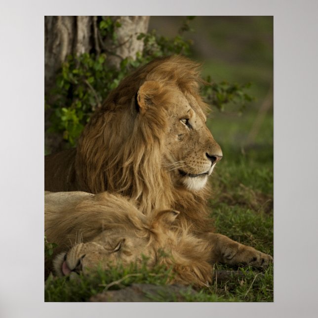 Lion, Panthera leo, Lower Mara, Masai Mara GR, Poster (Front)