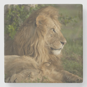 Lion, Panthera leo, Lower Mara, Masai Mara GR, Stone Coaster