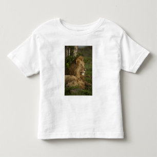 Lion, Panthera leo, Lower Mara, Masai Mara GR, Toddler T-Shirt