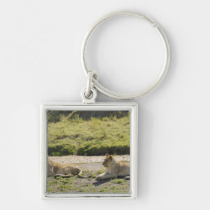 lion (Panthera leo),two young lioness, Masai Key Ring