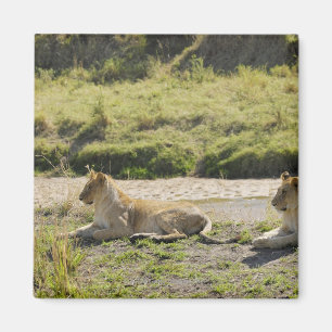 lion (Panthera leo),two young lioness, Masai Magnet