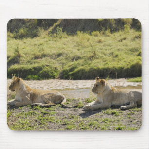 lion (Panthera leo),two young lioness, Masai Mouse Pad
