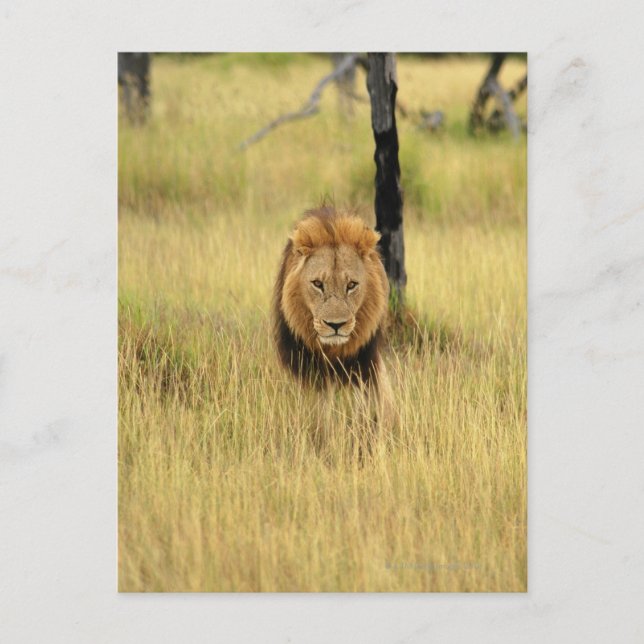 Lion (Panthera leo) walking in a forest, Postcard (Front)
