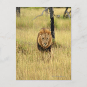 Lion (Panthera leo) walking in a forest, Postcard