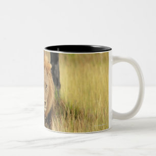 Lion (Panthera leo) walking in a forest, Two-Tone Coffee Mug