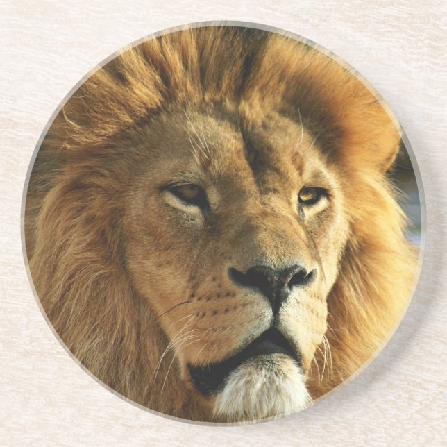 Lion Photo Drink Coaster (Front)