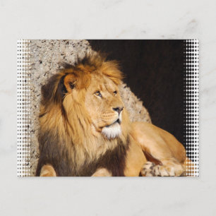 Lion Photo Postcard