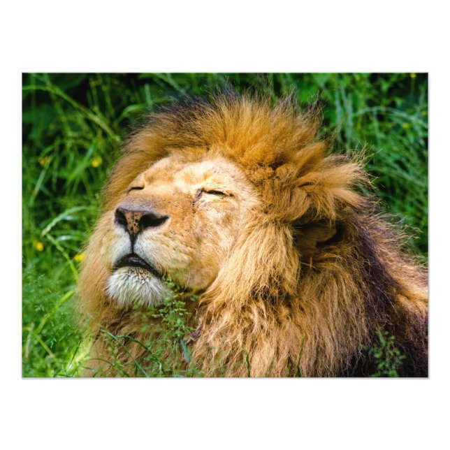 Lion Photo Print (Front)