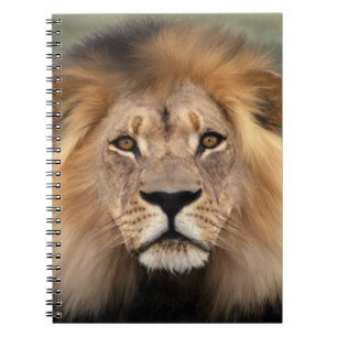 Lion Photograph Notebook