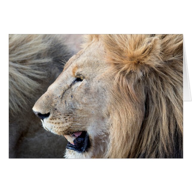 Lion Portrait (Front Horizontal)