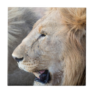 Lion Portrait Ceramic Tile