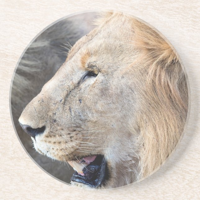 Lion Portrait Coaster (Front)