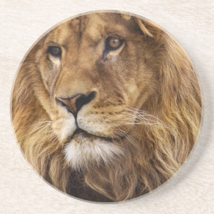 Lion portrait coaster