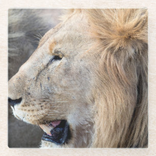 Lion Portrait Glass Coaster