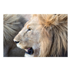 Lion Portrait Photo Print