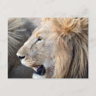 Lion Portrait Postcard