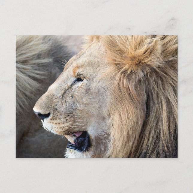 Lion Portrait Postcard (Front)