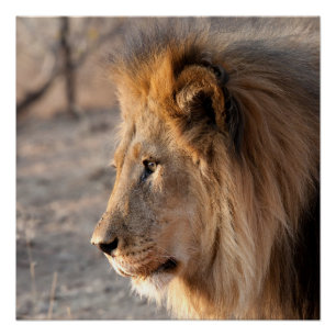 Lion Portrait Poster