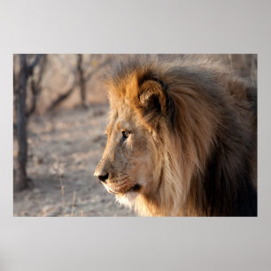 Lion Portrait Poster
