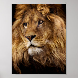 Lion portrait poster