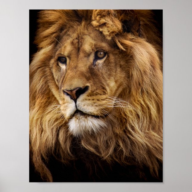 Lion portrait poster (Front)