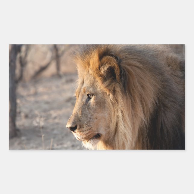 Lion Portrait Rectangular Sticker (Front)