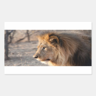 Lion Portrait Rectangular Sticker