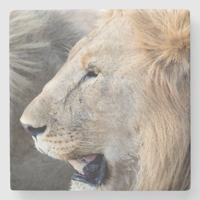 Lion Portrait Stone Coaster (Front)