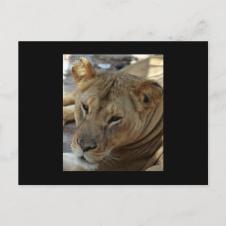 Lion Post Card
