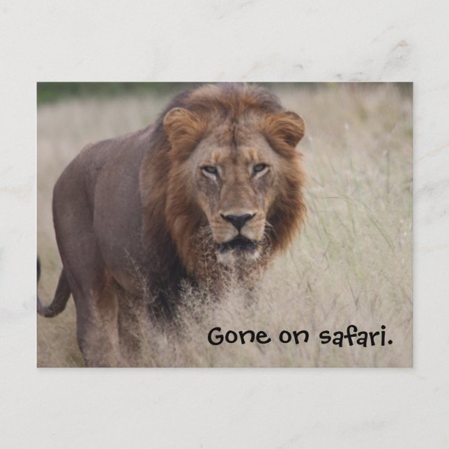Lion Postcard (Front)