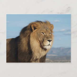 Lion Postcard