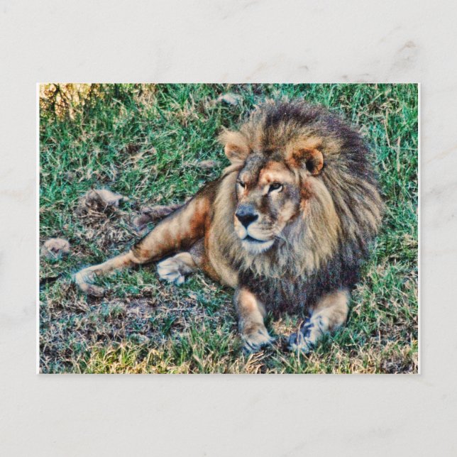 Lion Postcard (Front)