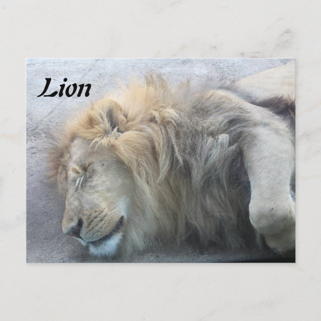 Lion Postcard (Front)