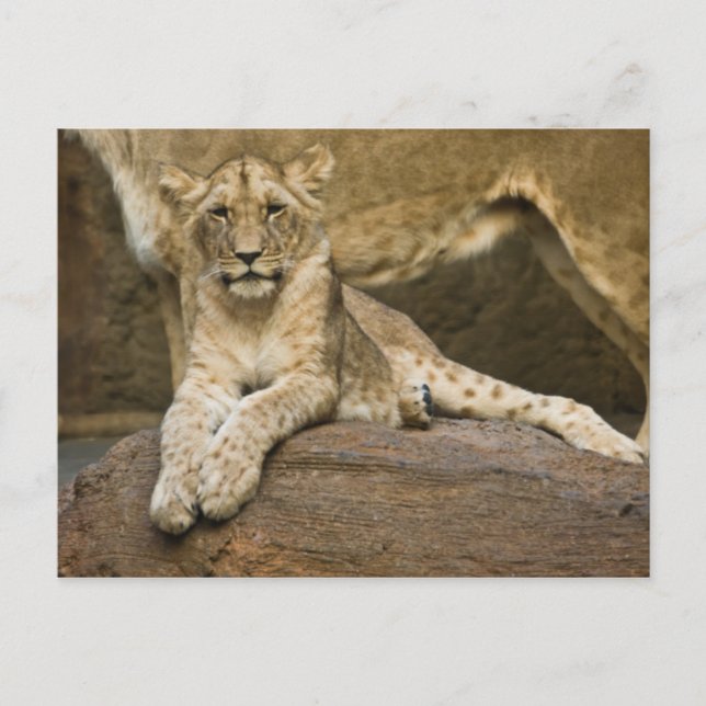 Lion Postcard (Front)