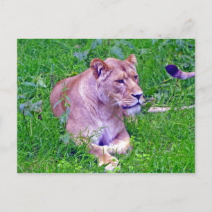 lion postcard
