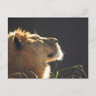 Lion Postcard