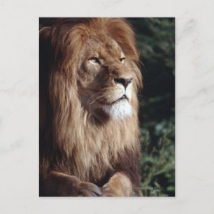 lion postcard