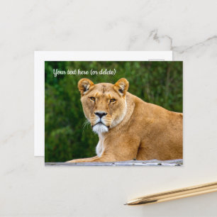 Lion Postcard