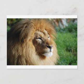 Lion Postcard