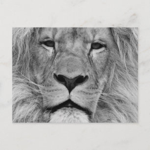 Lion Postcard