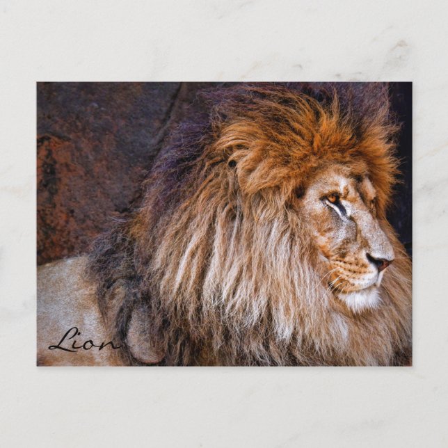 Lion [Postcard] ポストカード Postcard (Front)