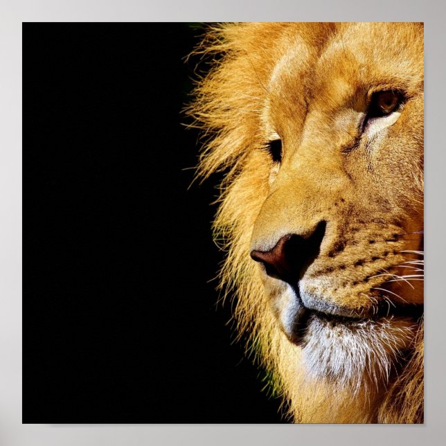 Lion Poster (Front)