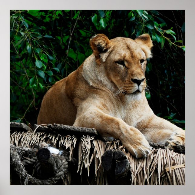 Lion  poster (Front)