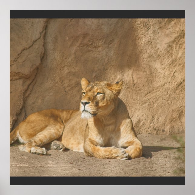 Lion  poster (Front)