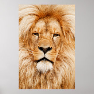 Lion Poster