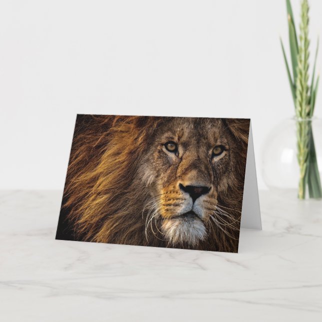 Lion Predator Lion Card (Front)